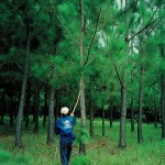 Reforestation au Brésil