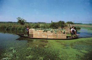 Barques de maraîcher (photo Pascal Morès)