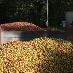 APPLES AT CIDER Pomme
