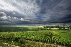 Vue sur le vignoble chablisien