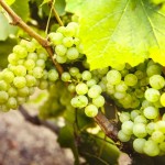 chardonnay