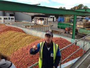 Des variétés anciennes et spécifiques pour l'élaboration du cidre arrivent par tonnes