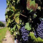 Pinot Noir et Gamay: les deux principaux cépages des Côtes d'Auvergne