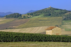 Vignobles à flanc de coteaux avec la chaîne des Puys au fond