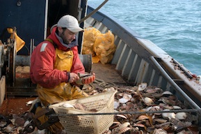 De la baie de St Brieuc, les bateaux partent en mer pour une pêche qui est ouverte de novembre à mars