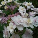 Hydrangea involucrata