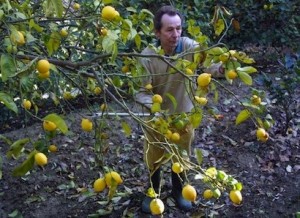 François Mazet en train de tailler ses fruitiers