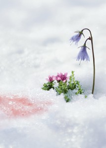 3 trésors : l'algue des neiges, la soldanelle des Alpes et la saxifrage pourpre