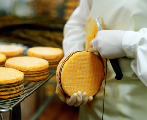 Manuellement la laiche qui entoure par 5 fois le fromage est posée