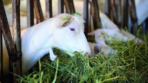 Le lait provient de 2 races de chèvre, l'Alpine et la Saanen blanche