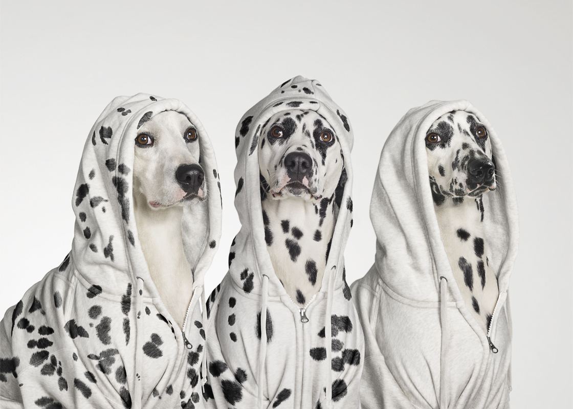 Woof : une expo qui a du chien.