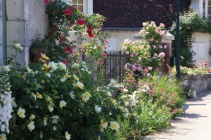 A un coin de rue, les roses jaunes Golden Wings