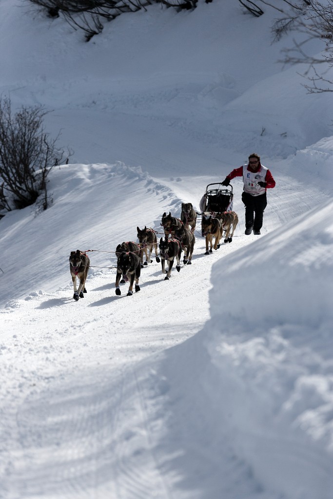 Dans les fortes montées il est fréquent que le musher aide ses chiens en étant lui même à pied