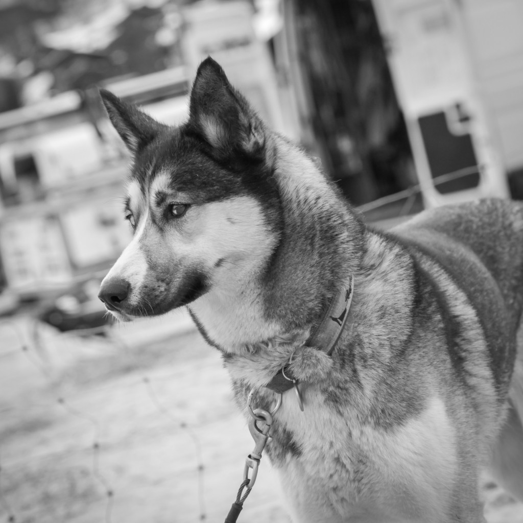 Un husky photographié par S Garnier