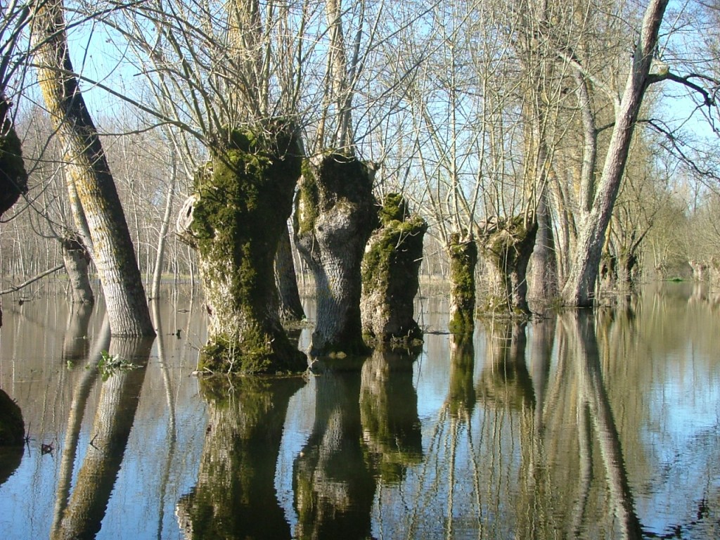 Quand l'eau inonde, on parle de marais blanc