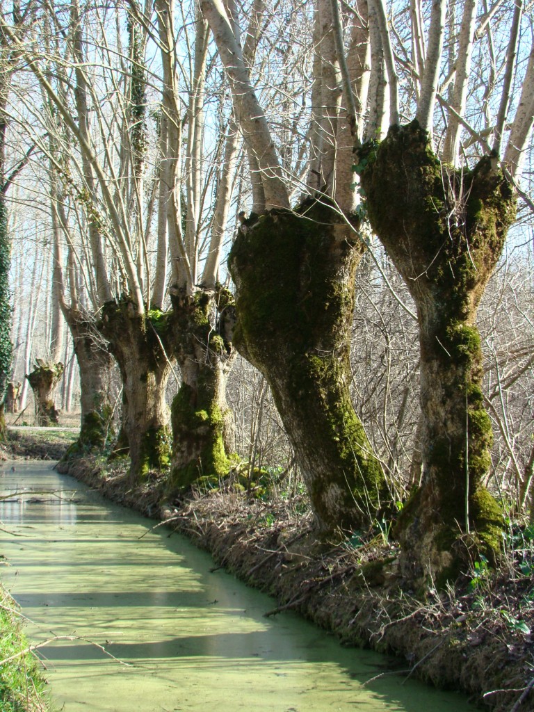 L'été s'il fait très chaud, les lentilles d'eau apparaissent au pied des têtards