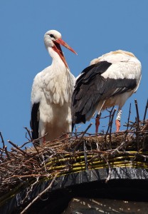 La cigogne emblématique de l'Alsace