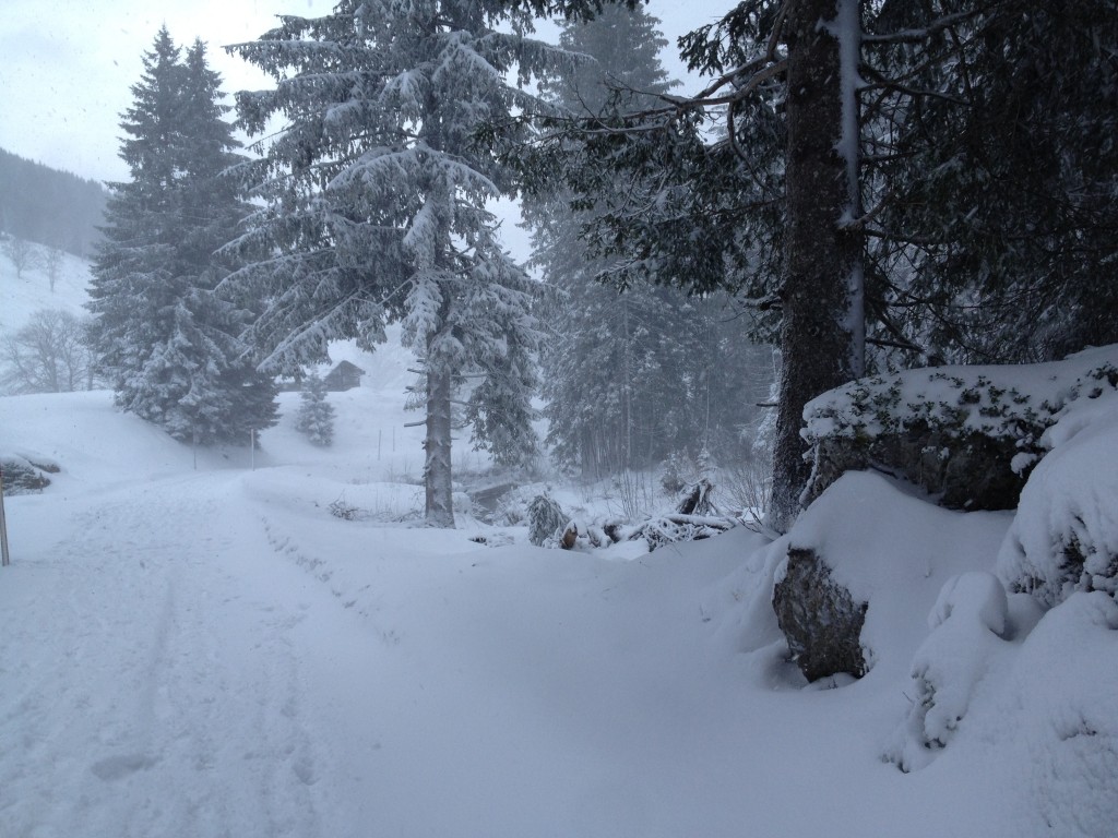 En contrebas, la forêt sous les flocons