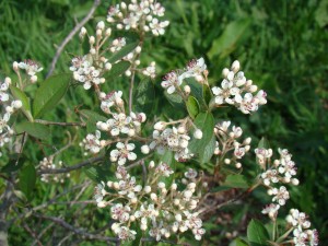 Un aronia arbutifolia en fleurs 