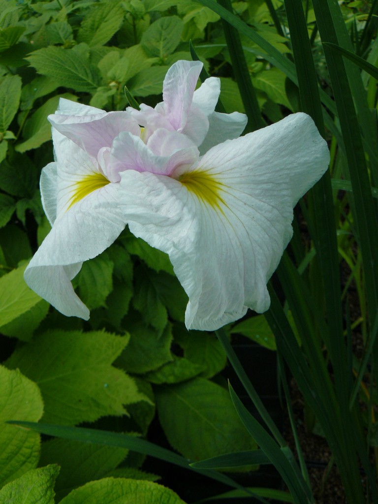 Iris ensata 'Suei'