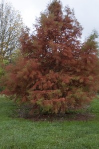 Taxodium ascendens