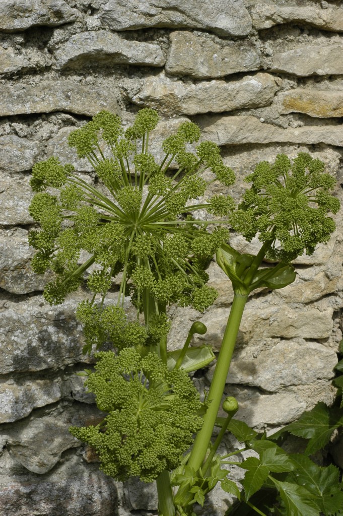 La plante en elle même