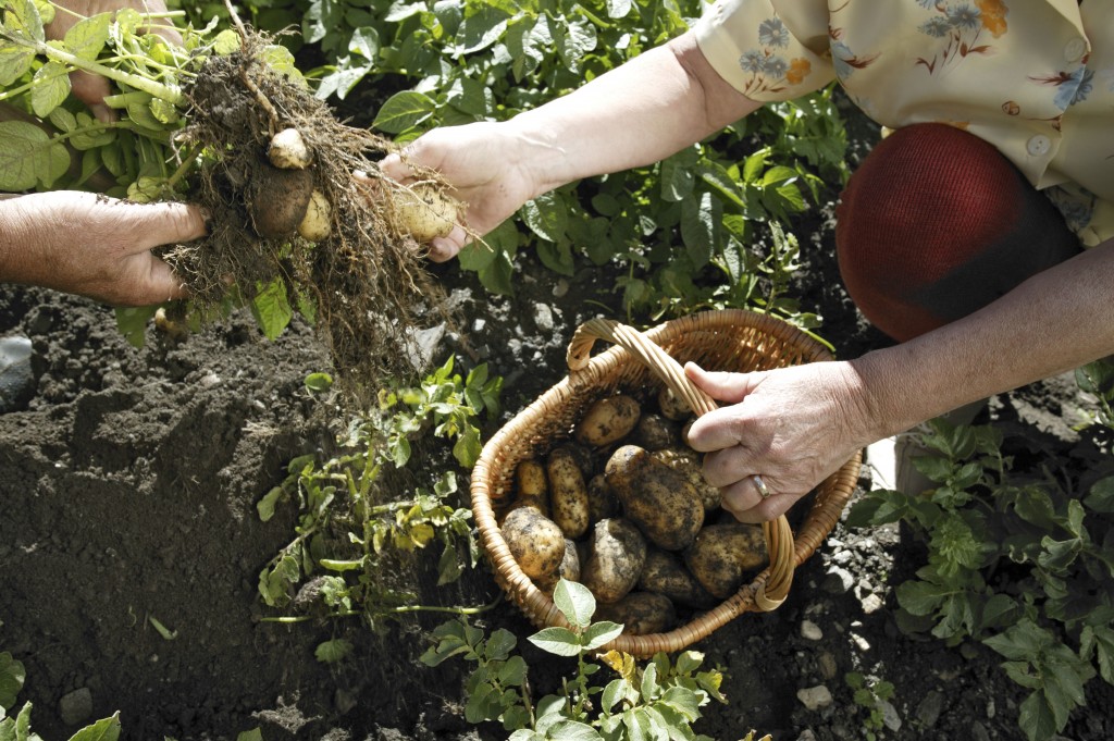 Récolte des pommes de terre nouvelles