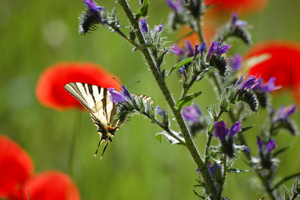 Papillon le flambé