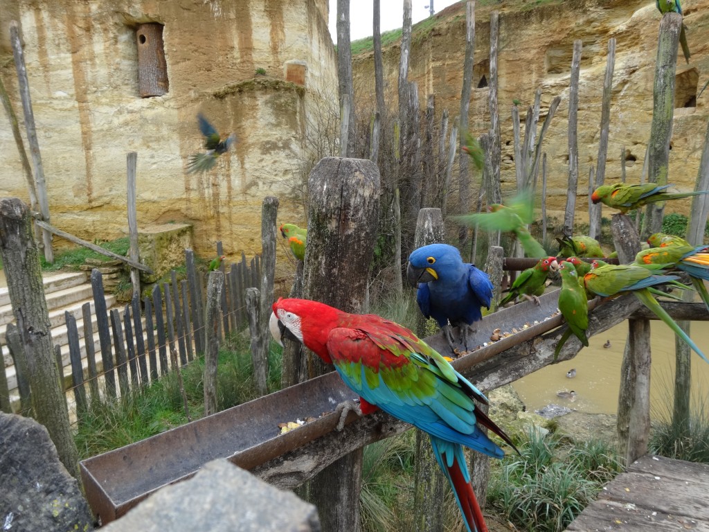 Espèces protégées au Bioparc, zoo troglodytique