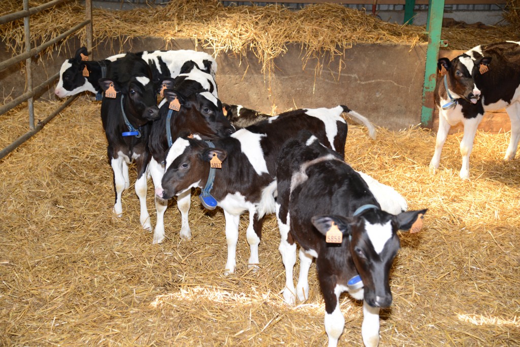 Voir les laitières dans une ferme