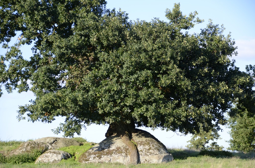 Chêne dans les Deux Sèvres