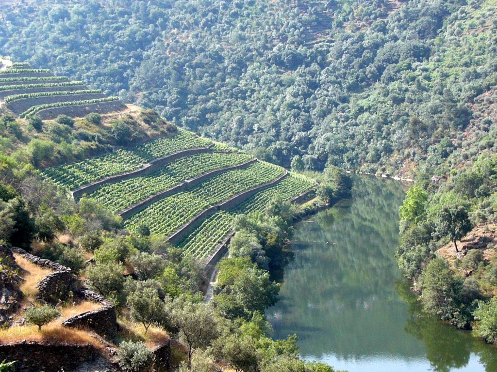 Les vieilles terrasses de la quinta do Panascal