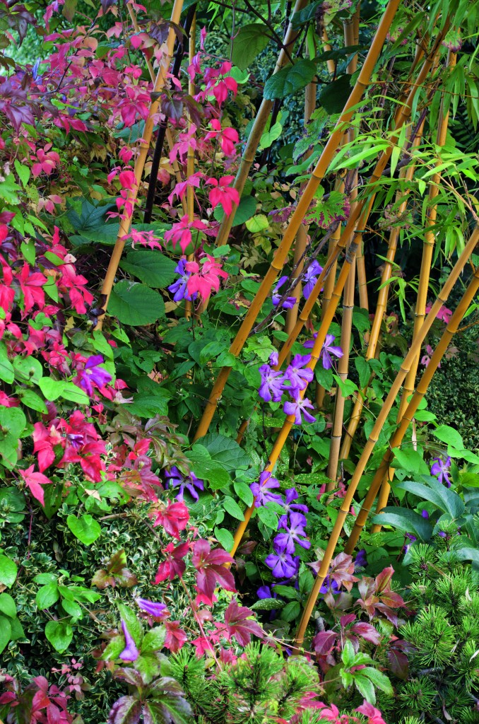 Mélange de plantes dans le jardin