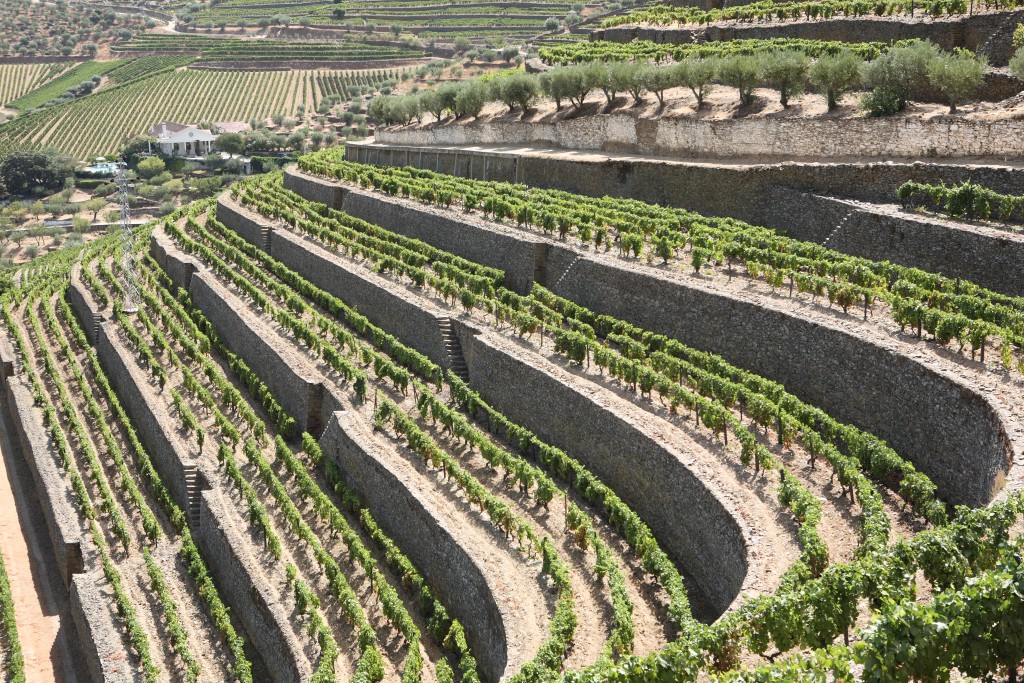 Les vignobles de la quinta de Vargellas