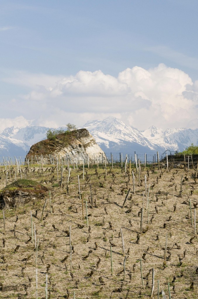 Les vignobles les plus hauts de France, ici : Apremont