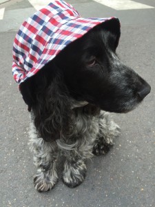 La mascotte du site, Truffe, en Fred Perry