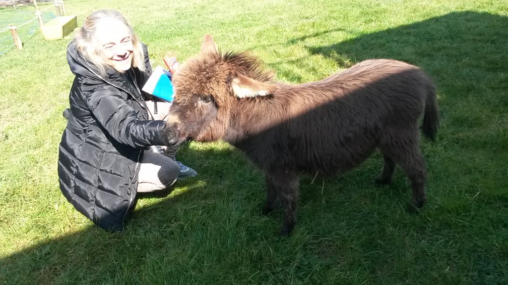 Même les animaux ont un nom lié au végétal ; ici l'âne Fenouil.