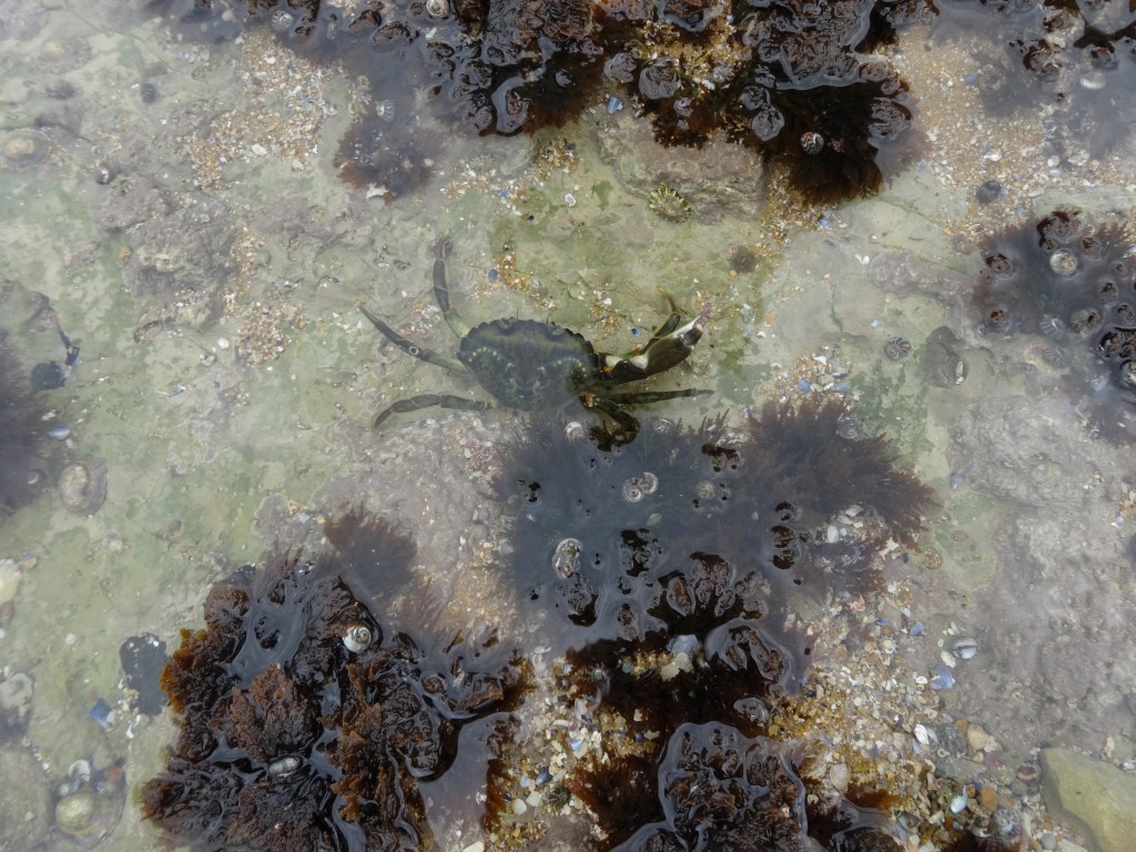 Plusieurs sortes de crabes à pêcher