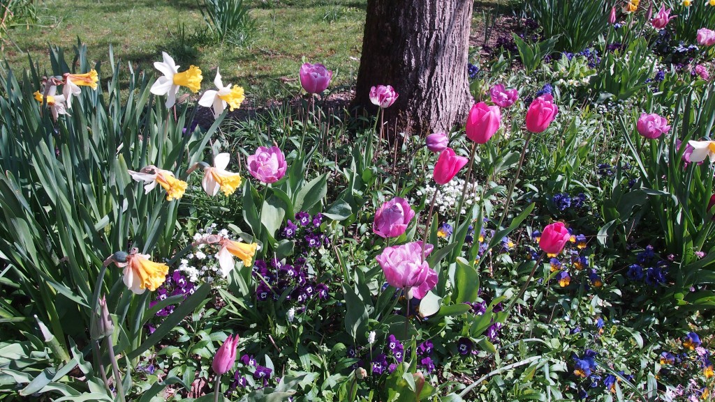 En mai les tulipes et autres bulbes sont rois