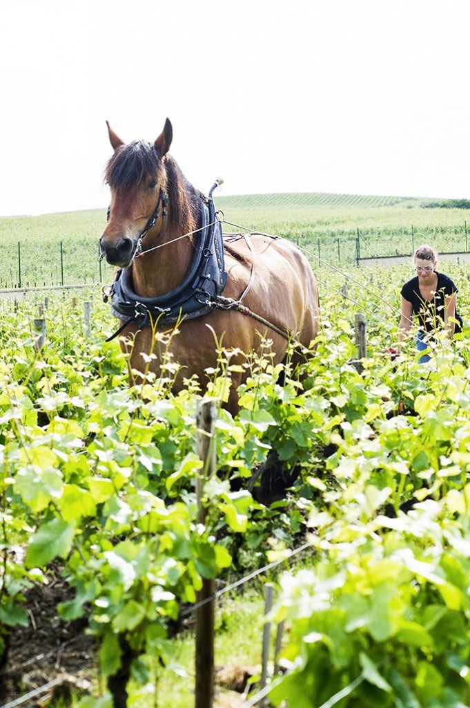 Travail dans les vignes avec un cheval de trait