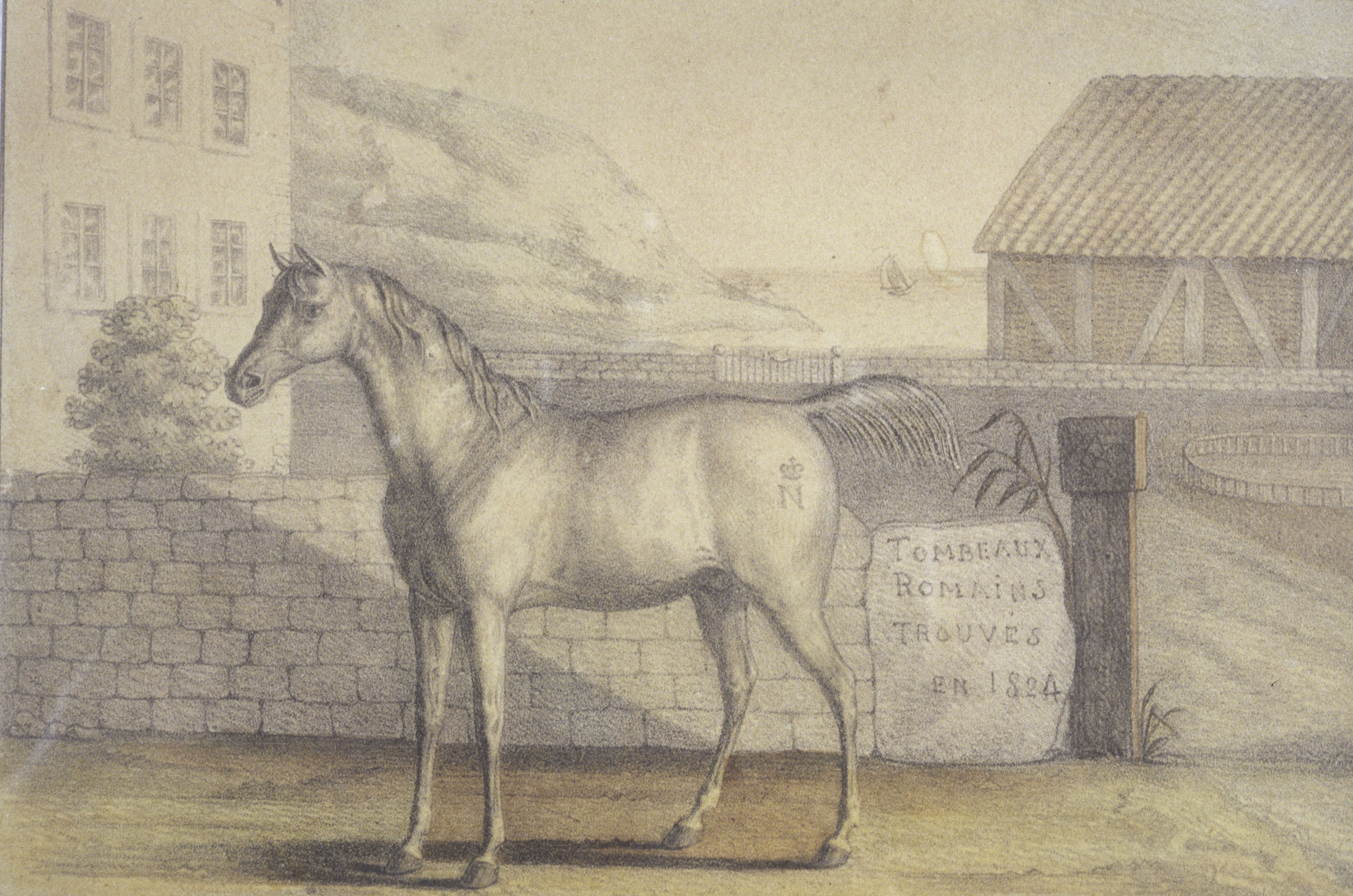 Vizir le cheval de Napoléon ( RMN Grand Palais P Segrette)