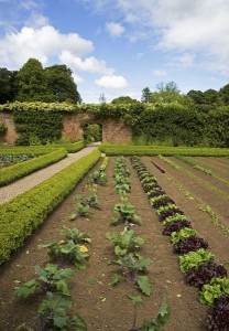 Un potager riche de variétés diverses de légumes