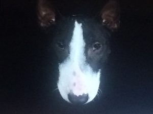 IMG_3394