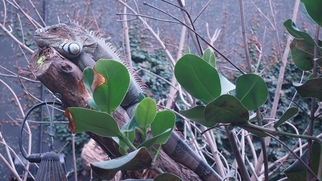 Un iguane vert