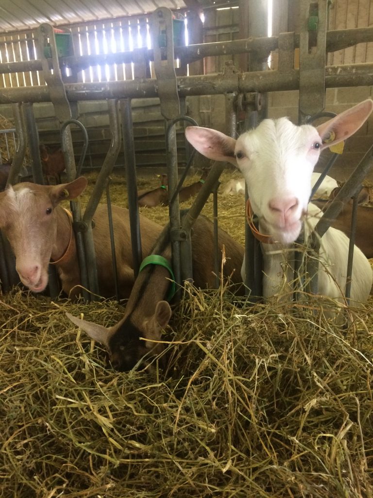 Chèvres de race alpine et saanen pour ce fromage 