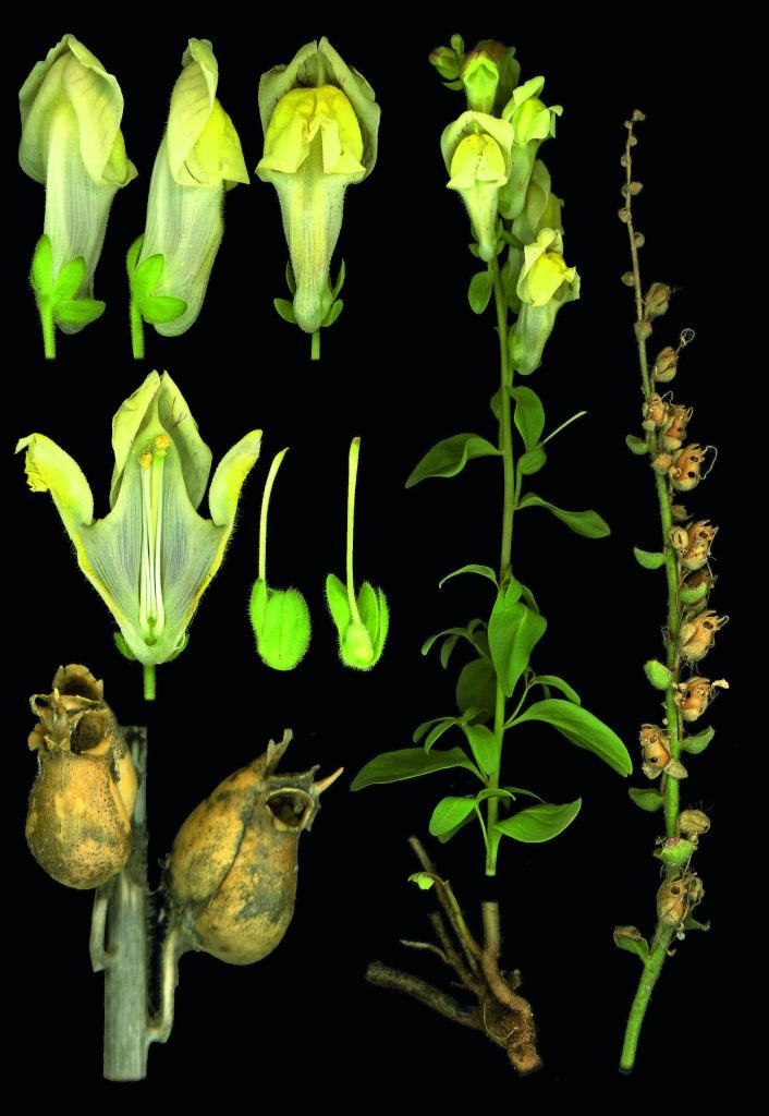 Une des planches de fleurs sauvages